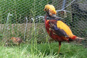 Rare golden pheasant at Studley Grange