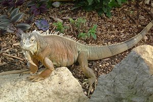 Meet Iggy our new iguana