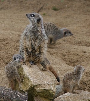 Baby Meerkats at Studley Grange near Swindon