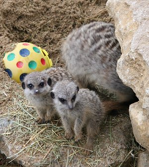 Baby Meerkats at Studley Grange near Swindon