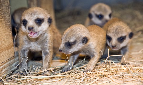 Baby Meerkats at Studley Grange, just off the M4, Jnct 16 at Swindon