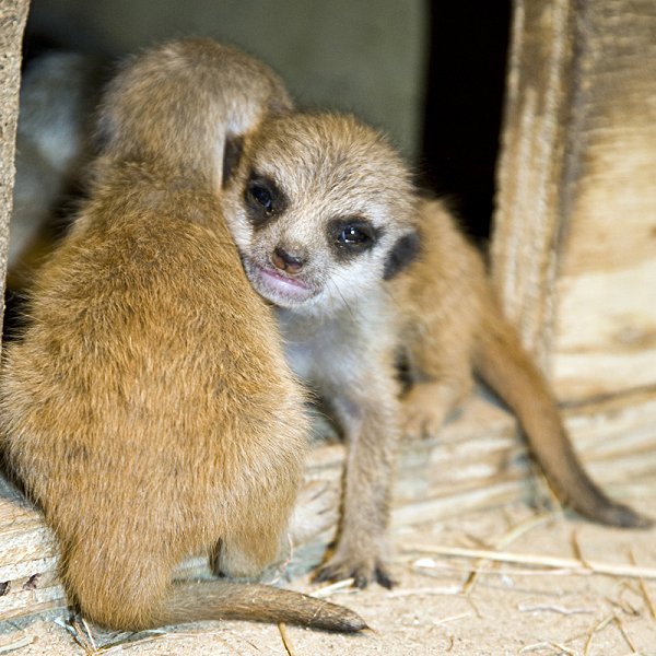 Baby Meerkats at Studley Grange, just off the M4, Jnct 16 at Swindon