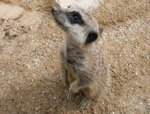 Meerkats at Studley Grange near Swindon