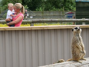 Meerkats at Studley Grange near Swindon