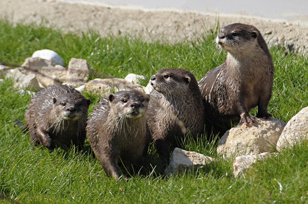 Otters at Studley Grange, just off the M4, Jnct 16 at Swindon